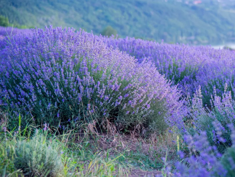Four Seasons, Four Formulas: Building an Essential Oil Rotation That Actually Follows Your Body